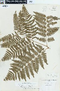 Pteridium aquilinum var. latiusculum image