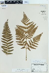 Pteridium aquilinum var. latiusculum image