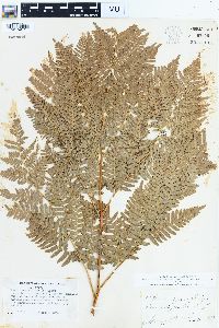 Pteridium aquilinum var. latiusculum image