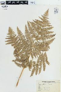 Pteridium aquilinum var. latiusculum image