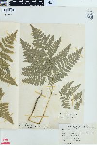 Pteridium aquilinum var. latiusculum image