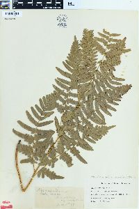 Pteridium aquilinum var. latiusculum image