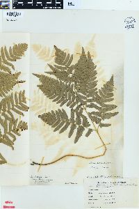 Pteridium aquilinum var. latiusculum image