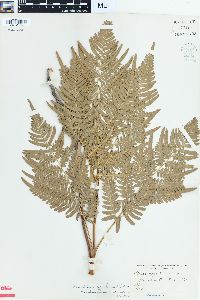 Pteridium aquilinum var. latiusculum image