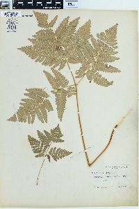 Pteridium aquilinum var. latiusculum image