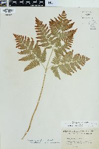 Pteridium aquilinum var. latiusculum image