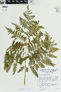 Pteridium aquilinum var. pubescens image