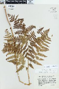 Pteridium aquilinum var. pubescens image