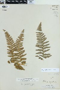 Pteridium aquilinum var. pubescens image