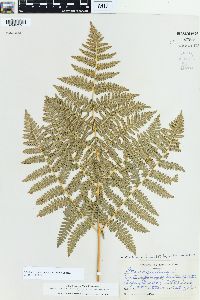 Pteridium aquilinum var. pubescens image