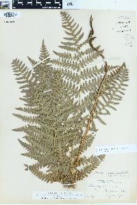 Pteridium aquilinum var. pubescens image