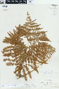 Pteridium aquilinum var. pubescens image