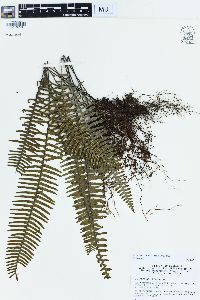 Pecluma pectinata image