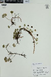 Elaphoglossum peltatum image