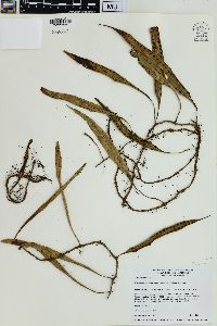 Pleopeltis percussa image