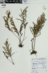 Pleopeltis pleopeltifolia image