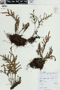 Pleopeltis pleopeltifolia image