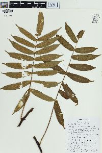 Polypodium fraxinifolium image
