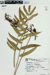 Polypodium fraxinifolium image
