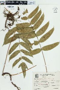 Polypodium fraxinifolium image