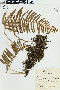 Serpocaulon catharinae image