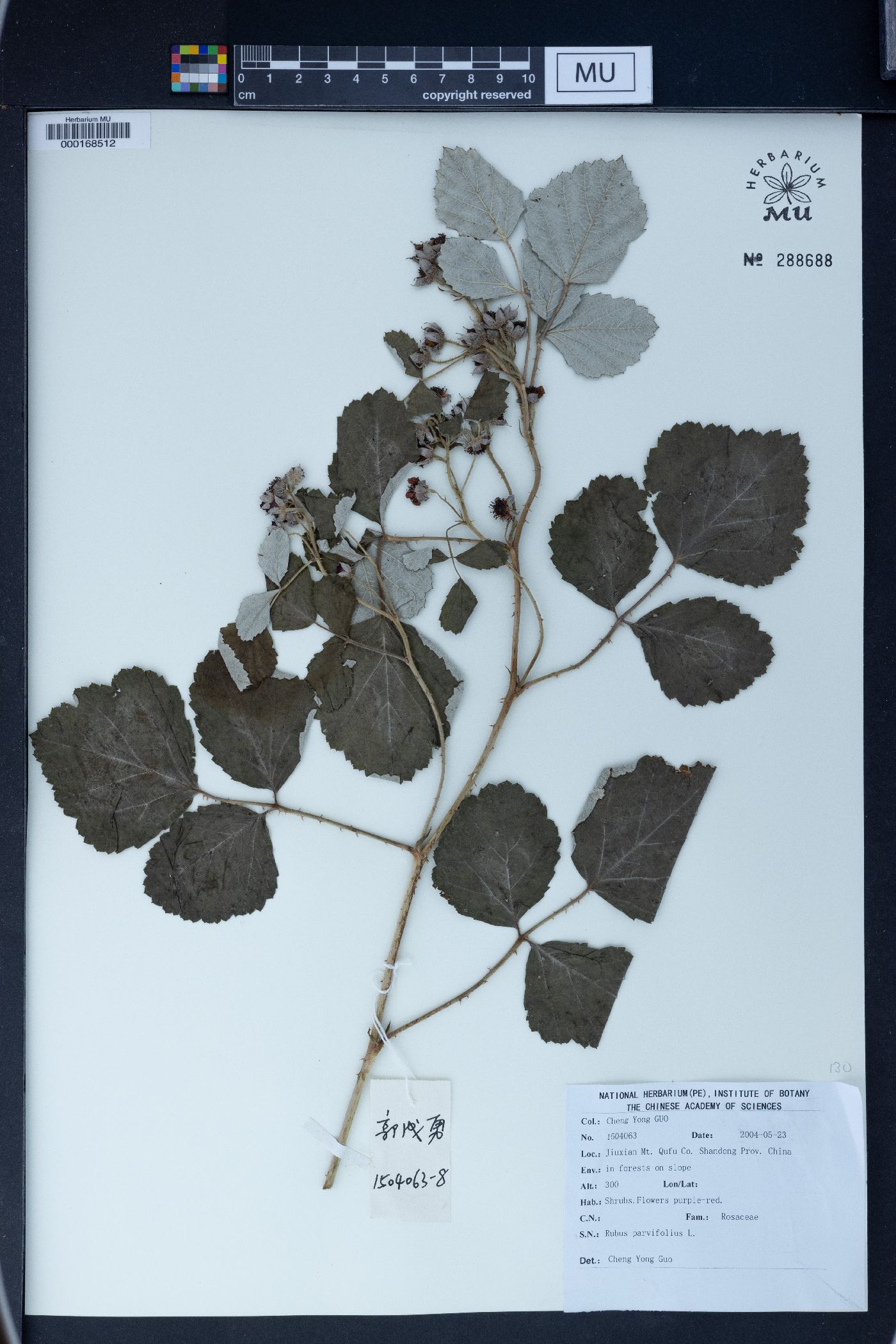 Rubus parvifolius image
