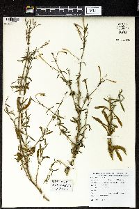 Silene fortunei image