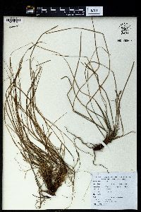 Carex lanceolata image