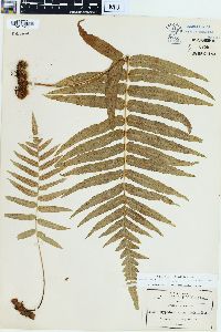 Polypodium subpetiolatum image