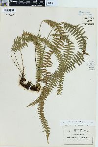 Lellingeria suspensa image