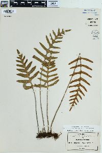 Pleopeltis thyssanolepis image