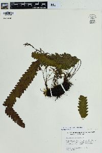 Enterosora trifurcata image