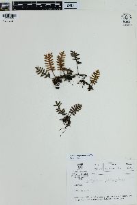 Pleopeltis polypodioides image