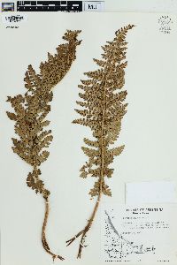 Polystichum vestitum image