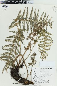 Polystichum vestitum image