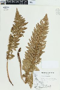 Polystichum vestitum image