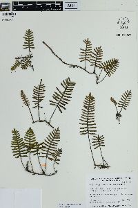 Pleopeltis polypodioides image