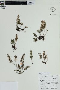 Pleopeltis polypodioides image