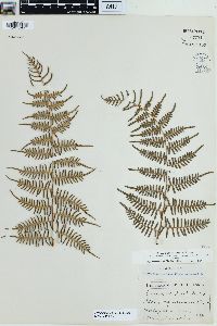 Pteridium caudatum image