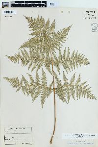 Pteridium aquilinum var. pubescens image