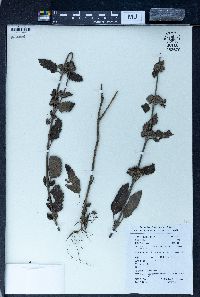 Caryopteris incana image