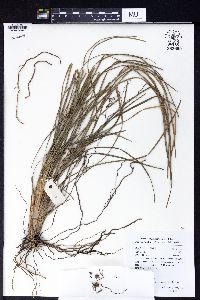 Ophiopogon intermedius image