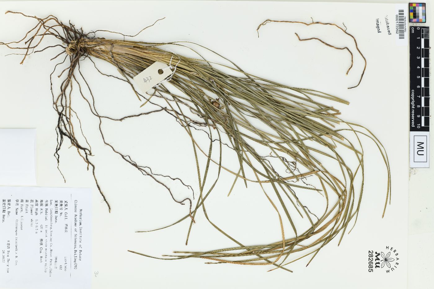 Ophiopogon intermedius image