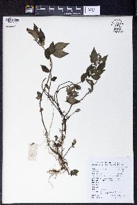 Image of Pellionia radicans
