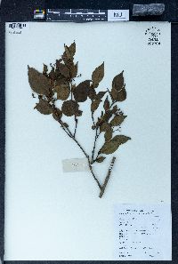 Premna microphylla image