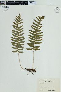 Polypodium vulgare image