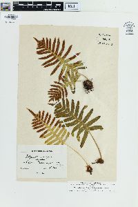 Polypodium vulgare var. serratum image