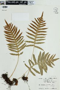 Polypodium vulgare var. serratum image