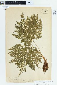 Dryopteris dilatata image