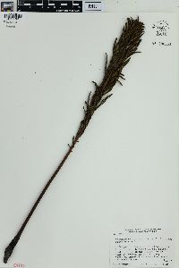 Matteuccia struthiopteris image
